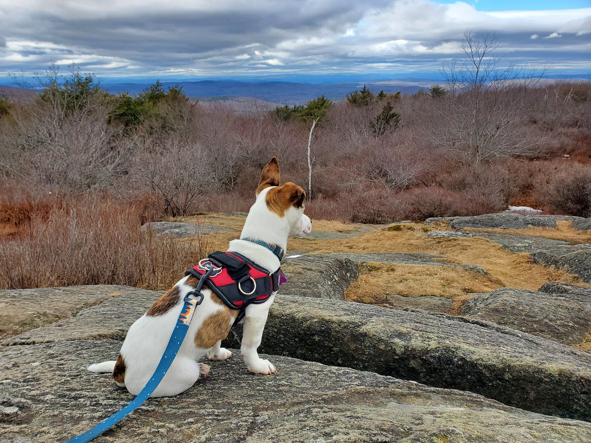 Social4Sarah's tweet photo. Zephyr went on his first "real hike" today, #PitcherMountain!
He had a blast. He climbed up & down. He sniffed and explored the whole way. He's going to be an awesome #HikingDog.
Get ready for more #AdventuresWithZephyr.
There will be a ton! #RescueDog #TakeAHike #GetOutside https://t.co/WaZiOvgUp6
