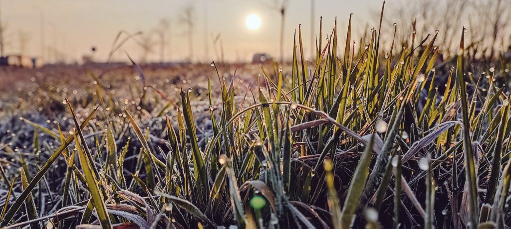 psychoghost100's tweet photo. Yesterday morning just that i took a photo of a frozen grass.
#photo #grass #iarba #morning #March2022 https://t.co/aQ7Tt1QJnW