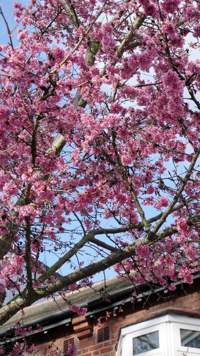 Fly_T0_Nowhere's tweet photo. Today (March 20) marks the 1️⃣st day of SPRING! 

DAY and NIGHT come in same length wherever u are 🌏 

#SpringEquinox #springisfinallyhere #Spring Day #REBORN #London https://t.co/6Mex0PxjWk
