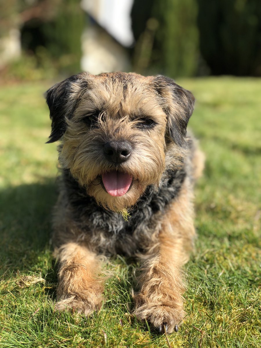 Tobi_LeRone's tweet photo. I highly recommended a mossy lawn for maximum undercarriage comfort #BossMoss https://t.co/jAzjSr4Ljs