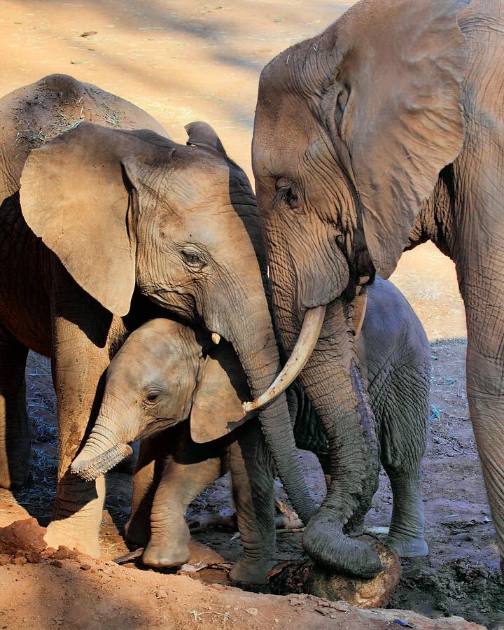 ElephantsRule's tweet photo. #BanTrophyHunting https://t.co/L6yXoxIDSc