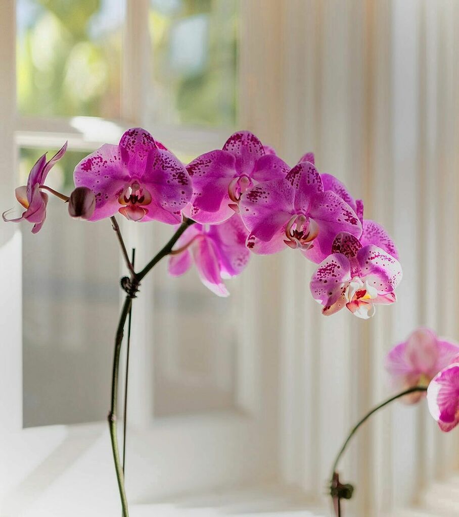 maclambert2's tweet photo. A little slice of spring in my window. #orchid #springflower #orchidperfection #travel #instagram #photooftheday #picoftheday #photo #moment #instadaily #kelbyonepics #smugmug #fuji #fujifilm #fujilove #fujifilm_street #fujixlovers #_fujilove #myfujilove… https://t.co/U513i5aDL9 https://t.co/DgDRwKsgrx