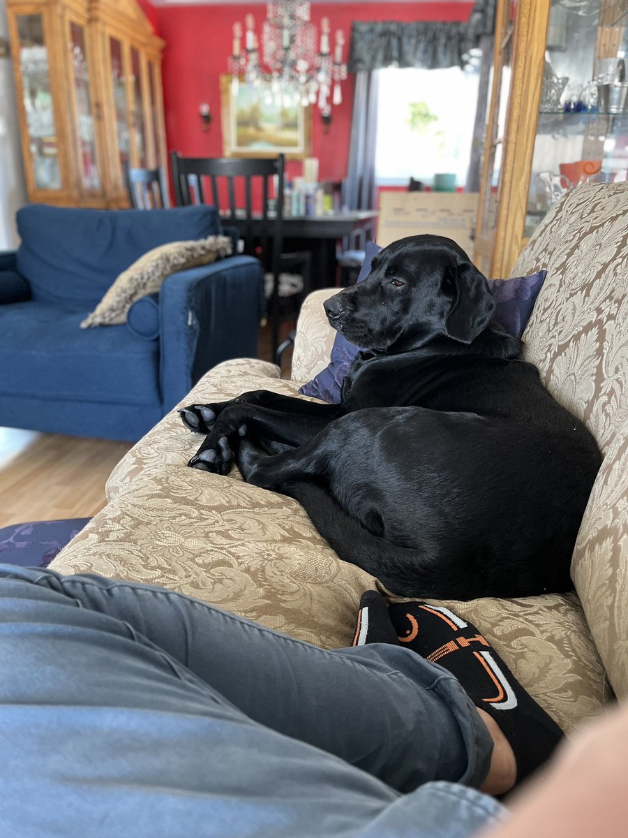 growingtheGAYup's tweet photo. Lazy Sunday afternoon with this cute boy Hank #BlackLab https://t.co/QmrQjodiwr