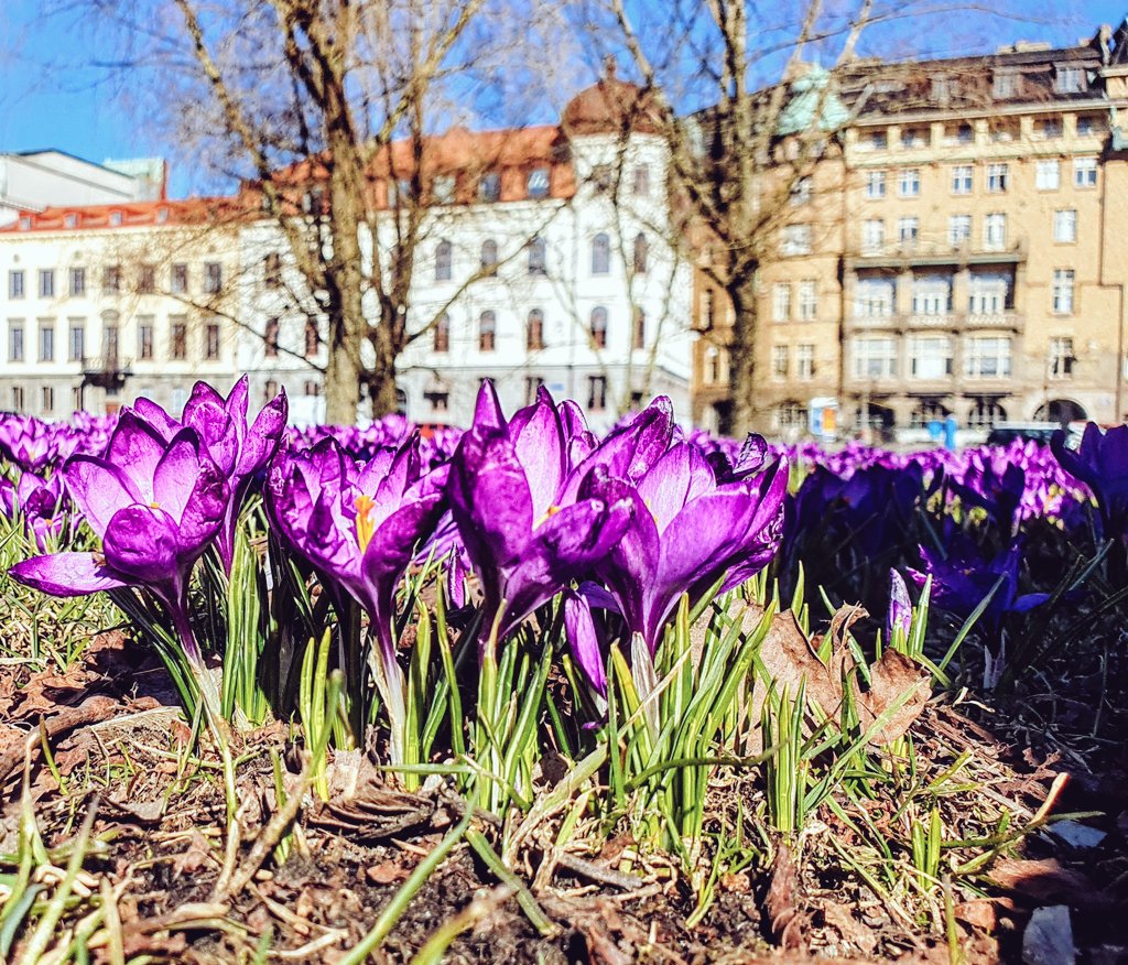 pascaltshibanda's tweet image. It is as if...life returns... 🙏🏾💞👍🏾 #spring #energy #PositiveVibes #Gothenburg #swedishmoments 🇸🇪