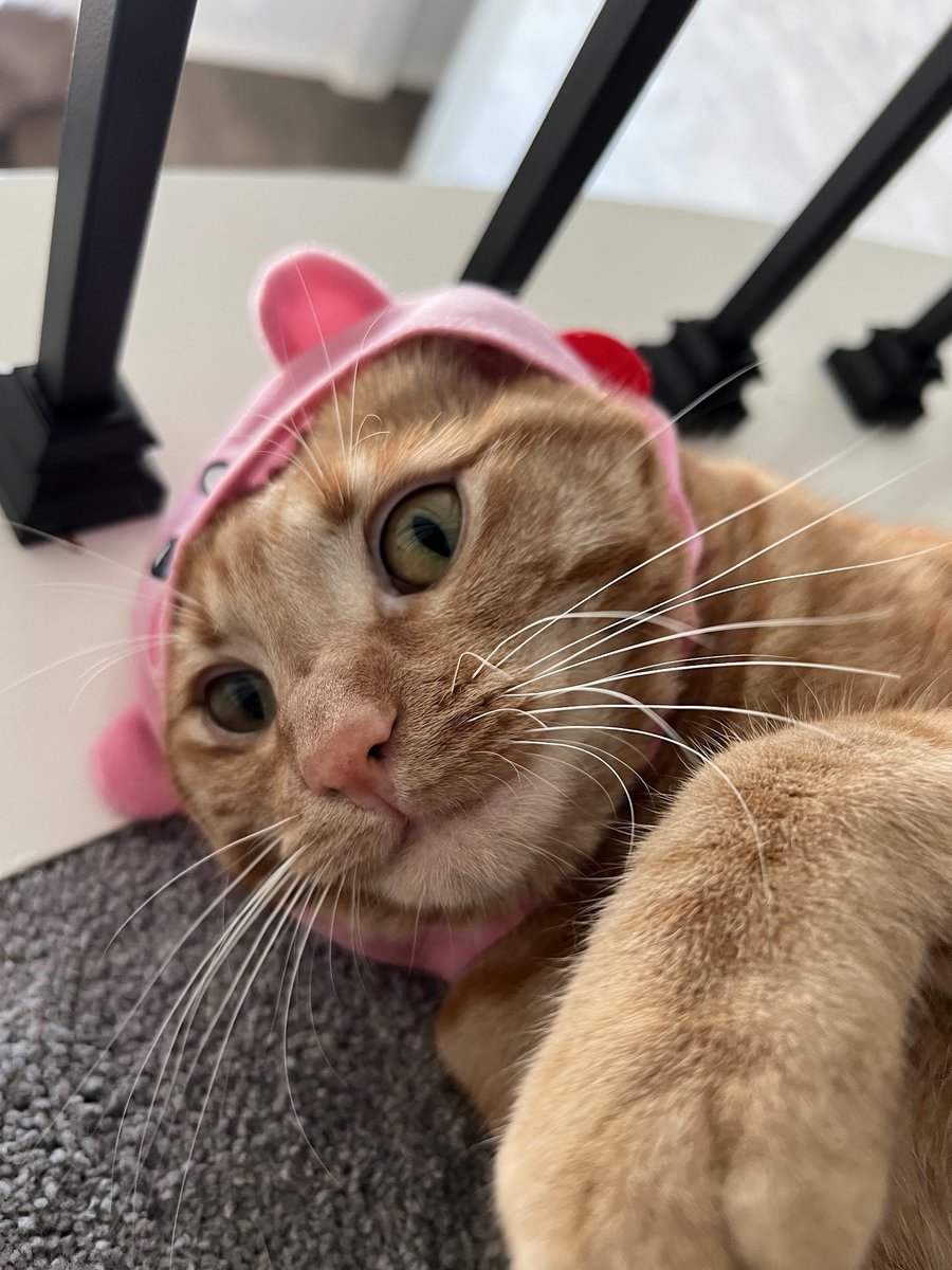 meowriza on Twitter: “was it something i said??? https://t.co