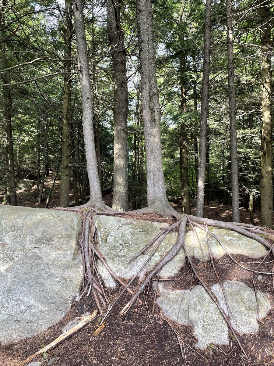 __Winsome's tweet photo. #LifeGems heard around @NCAA basketball tournament that translate well to life. Re: Fostering belief & a winning team culture:
“We don’t water trees, we water roots.” @CoachSampsonUH #powerofsport https://t.co/Lxu6Yx1eCt