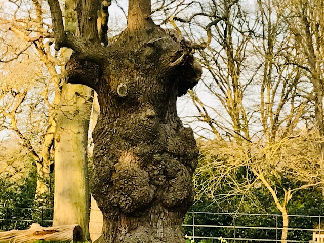 BethanySkinnard's tweet photo. #Gruffallo tree lurking in #RichmondPark #Nature knows best https://t.co/U5F3garpTT