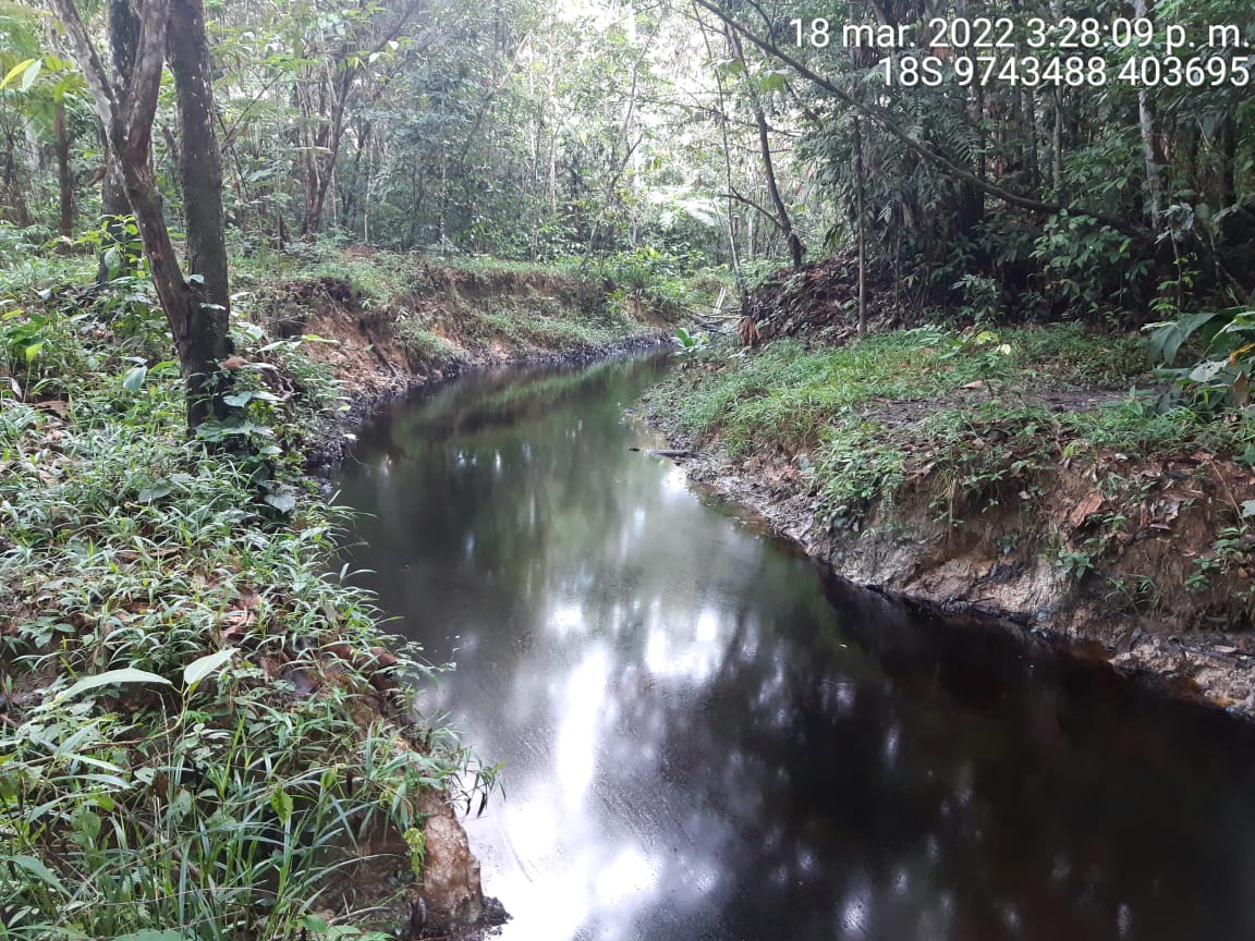 🚨 #ATENCIÓN Nuevo derrame en el #Lote192. La comunidad #kichwa Doce de Octubre y la federación #OPIKAFPE alertaron que la emergencia se trataría de petróleo y aguas de producción contaminando gran parte de la quebrada Setiyacu 🚨 <a href="/Perupetrosa/">PeruPetro (Oficial)</a> <a href="/OEFAperu/">oefaperu</a>