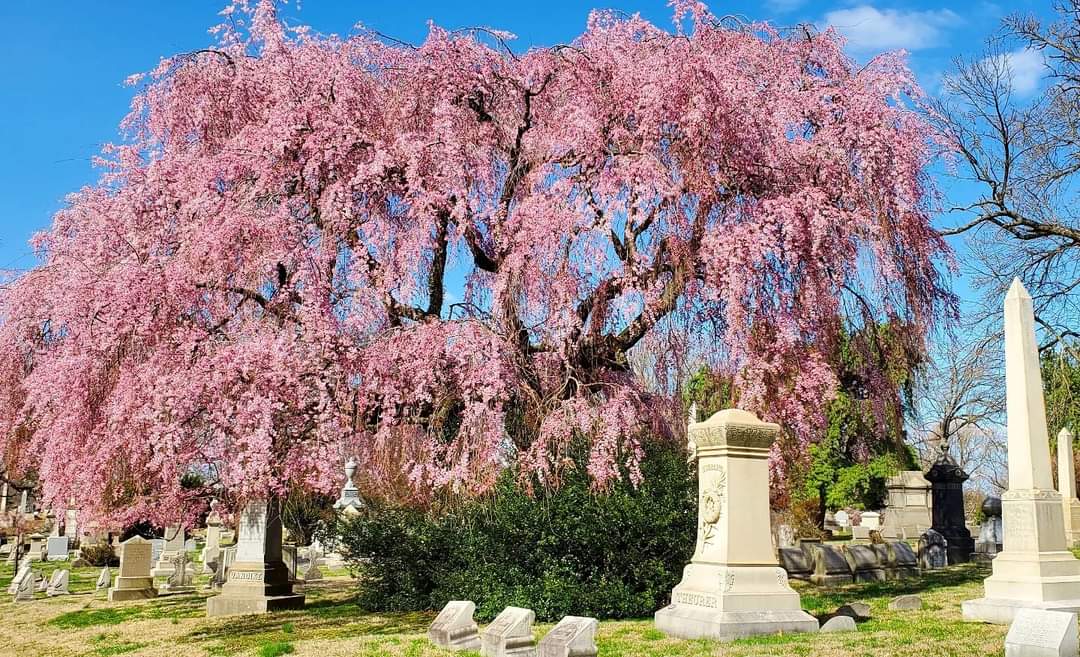 laurelhillphl's tweet photo. Happy first day of spring!🌸 We're looking forward to welcoming the new season with the vibrant colors of our blooming flora & seeing the magnolia, flowering cherry collections & amazing Weeping Japanese Cherries in the coming weeks! #SpringEquinox #SpringInPhilly #SpringBlooms https://t.co/JyyLndfsAA