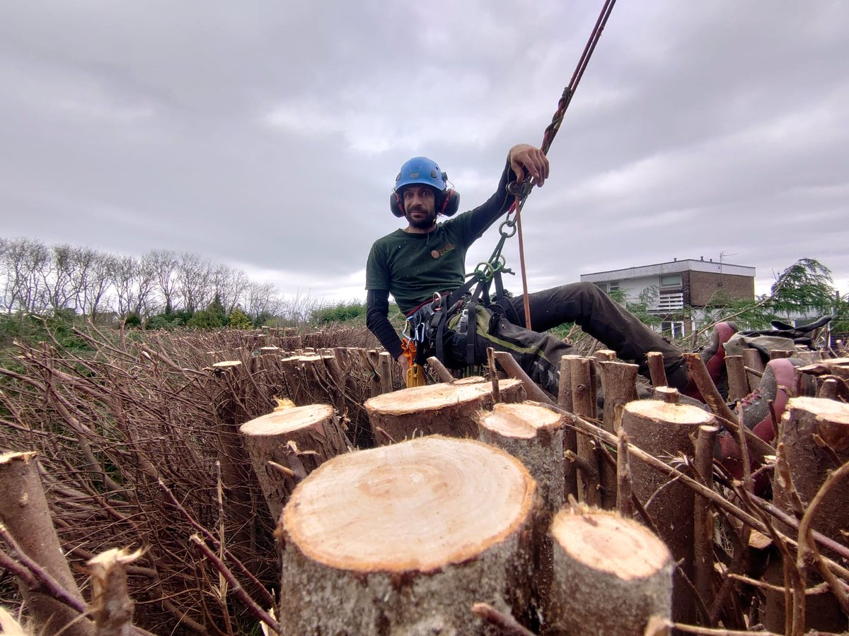 Ncl Tree Services tweet media