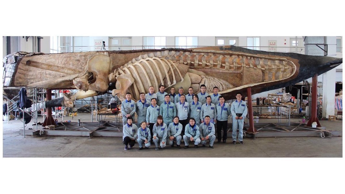 ClinicZoo's tweet photo. The paper about a truly huge project has just appeared – The plastination of a sperm #whale !
https://t.co/xLUCMBMiyP @JAnatomy https://t.co/gG4Xw9mIqI