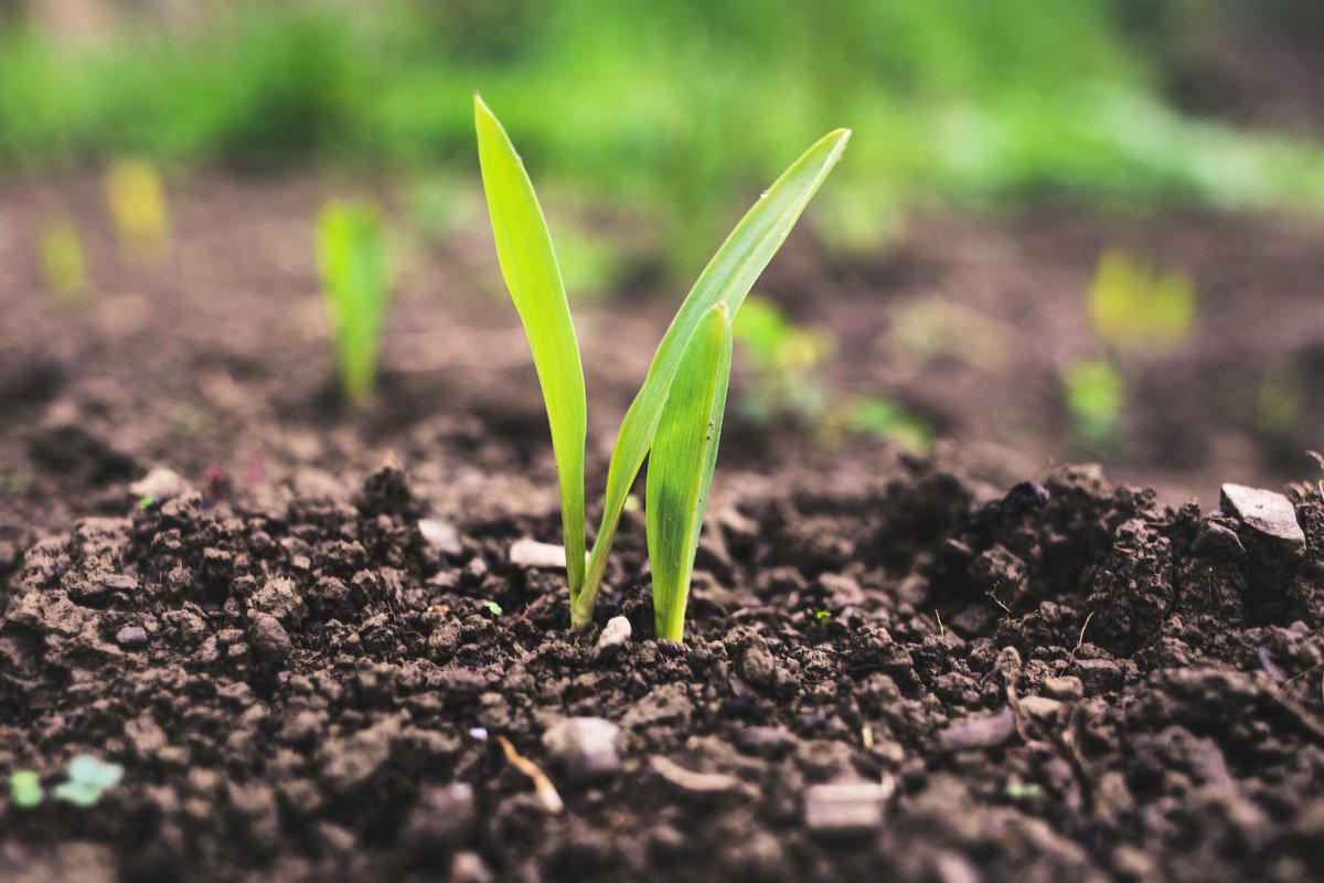 National Agriculture Week is devoted to educating people about where food, fiber, and fuel come from.
Please join in celebrating agriculture &amp; thanking all the people who work hard to feed the world, look after crops and livestock, and contribute to agricultural production 🌾🐂🚜