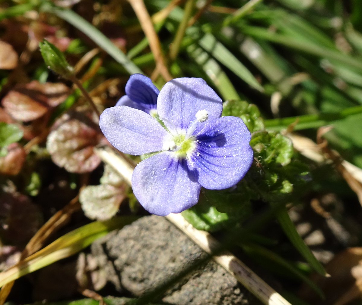 Tufters1's tweet photo. Germander Speedwell today 💙🌞 #WildFlowerHour #speedwells https://t.co/LFegZDphkk