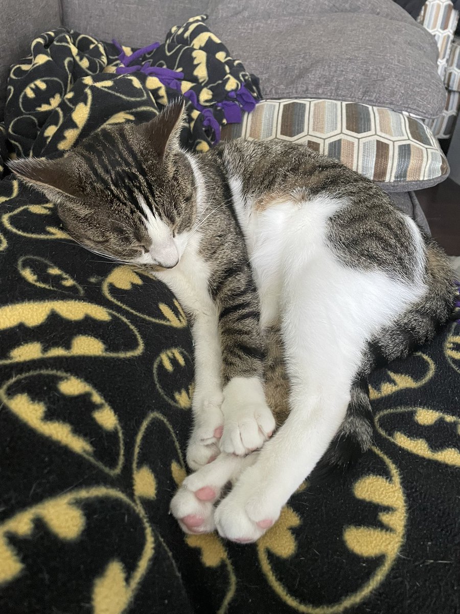 LittleGuyLink1's tweet photo. Sunday nap time!!! ZZZZZZzzzzzzZZZZZZZzzzzzzz #CatsOfTwitter #TabbyCat #PinkBeans https://t.co/zh9HFiU1zG