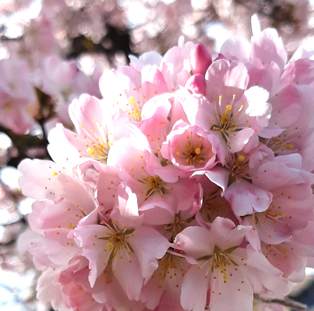 KlaarSmith's tweet photo. Have you enjoyed the first day of #spring 2022?

The #sun was out in Wimbledon and there is beautiful #blossom everywhere. Such a lovely time of year. I hope it will bring #inspiration, calmness, new beginnings, and brightness to everyone🌸 https://t.co/qpDM6VJKxI