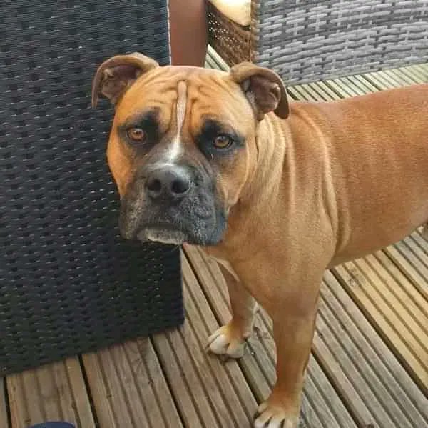 NWDogRescue's tweet photo. Please RT and help Rudi find a furever home - all details here
https://t.co/JcPEl4ArBX https://t.co/XvmMSrtJnh