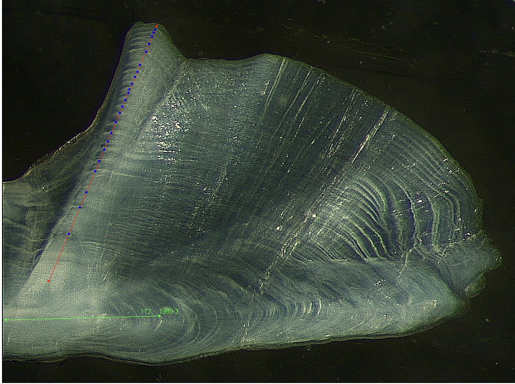 Joe (@joewiddrington) on Twitter photo Shallow-water snapper #otolith (left) vs. deep-water #snapper otolith (right). We will compare the growth #chronologies of these two species and #research synchronicities in responses to #climatechange at varying depths.
<a href="/BronGillanders/">Bronwyn Gillanders</a>
<a href="/environmentinst/">Environment Institute - University of Adelaide</a>
<a href="/UniofAdelaide/">Uni of Adelaide</a> Shallow-water snapper #otolith (left) vs. deep-water #snapper otolith (right). We will compare the growth #chronologies of these two species and #research synchronicities in responses to #climatechange at varying depths.
<a href="/BronGillanders/">Bronwyn Gillanders</a>
<a href="/environmentinst/">Environment Institute - University of Adelaide</a>
<a href="/UniofAdelaide/">Uni of Adelaide</a>