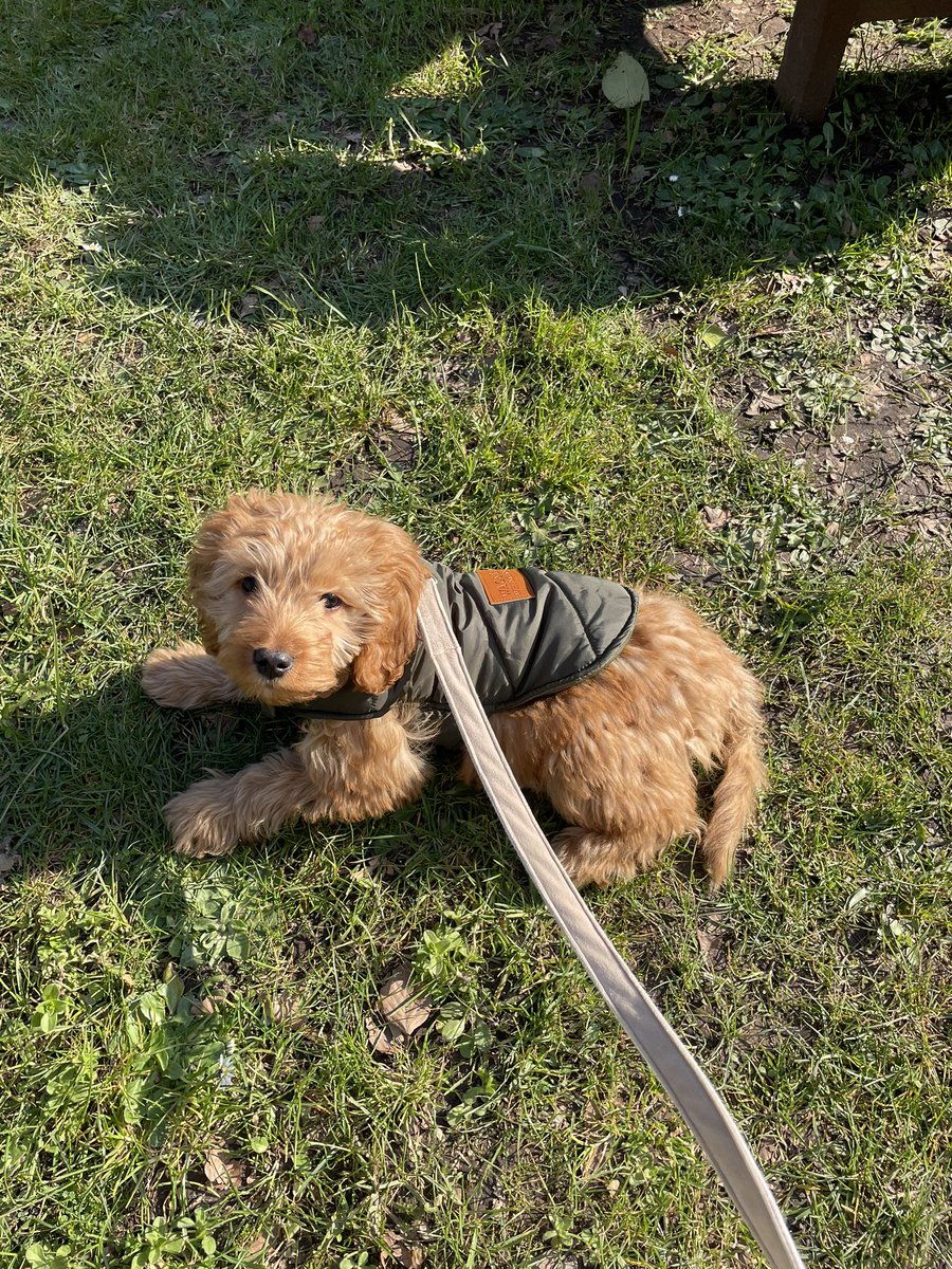 SarahJonesUK's tweet image. Introducing Coco to the beer garden. #Springhasarrived