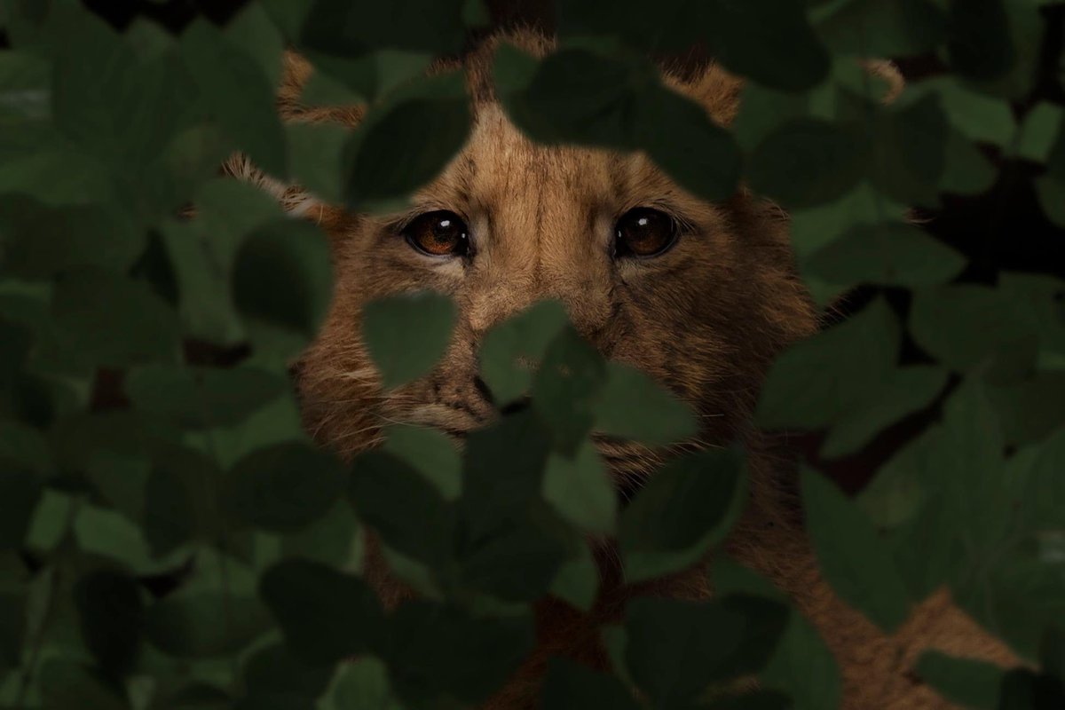 tapandsheth's tweet photo. Asiatic Lions only 700 left in the wild. 

The Story of Fear  $ETH 0.15

https://t.co/gACSSfiJYg

#NFT #nftcommunity https://t.co/e0RTGxPHwJ