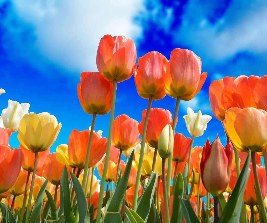 Happy first day of spring! #feelthelove 🌹