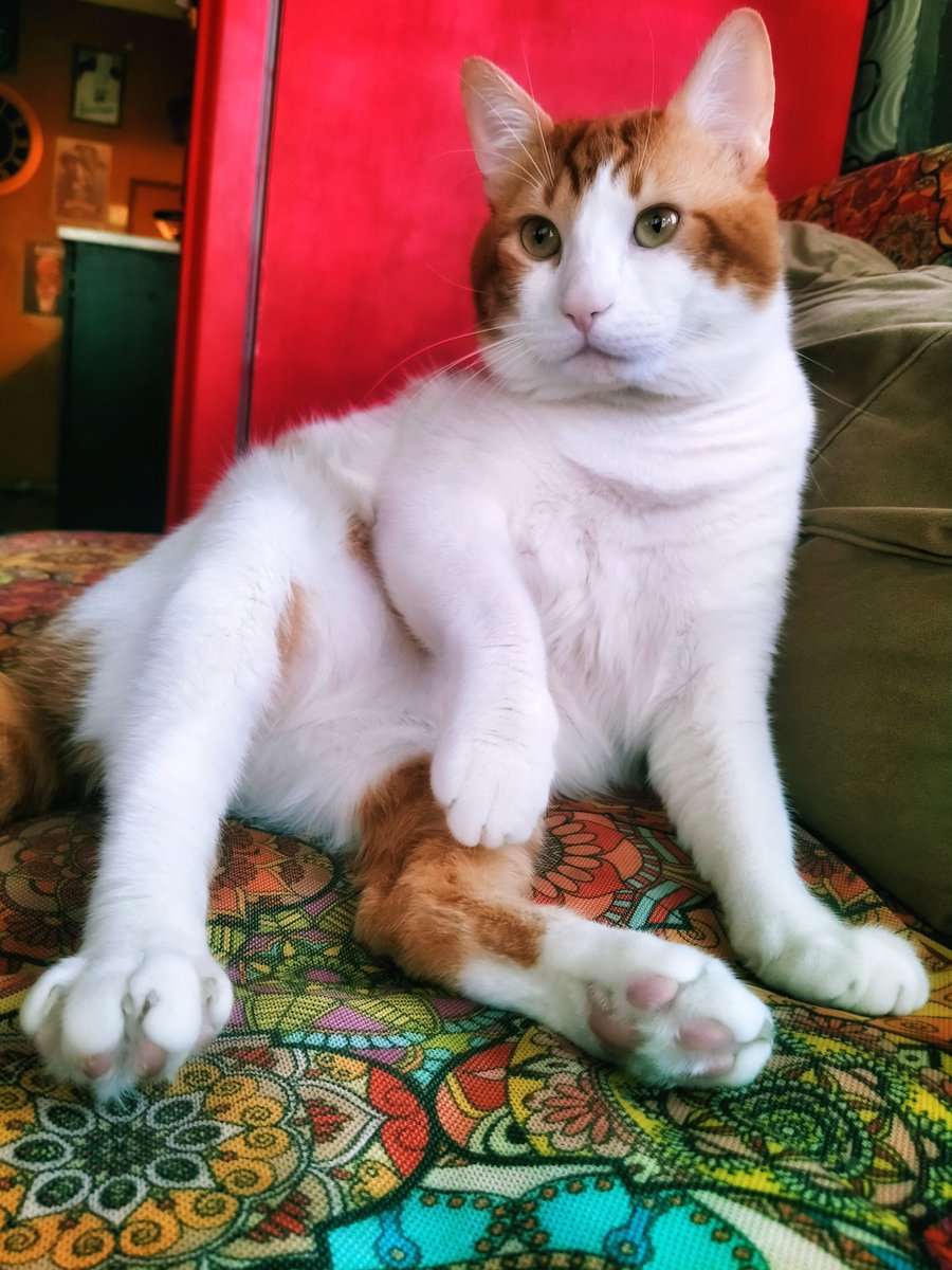 gozde_orhun's tweet photo. Hayırdır 🤨
Bir durum mu var bilader 😒🤨
#kedi #canlilar #evcildost #komik #kedim #sessizdost #mizah #CANLI https://t.co/3YVknsB1zu