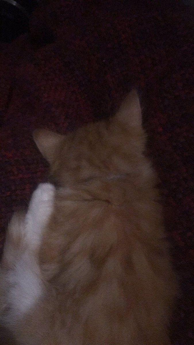 Definitely better for my cold. Very calming having a kitten asleep on your lap