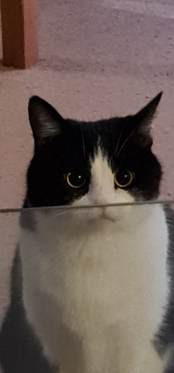 uosuıʞןıʍ ןıɥd tweet media