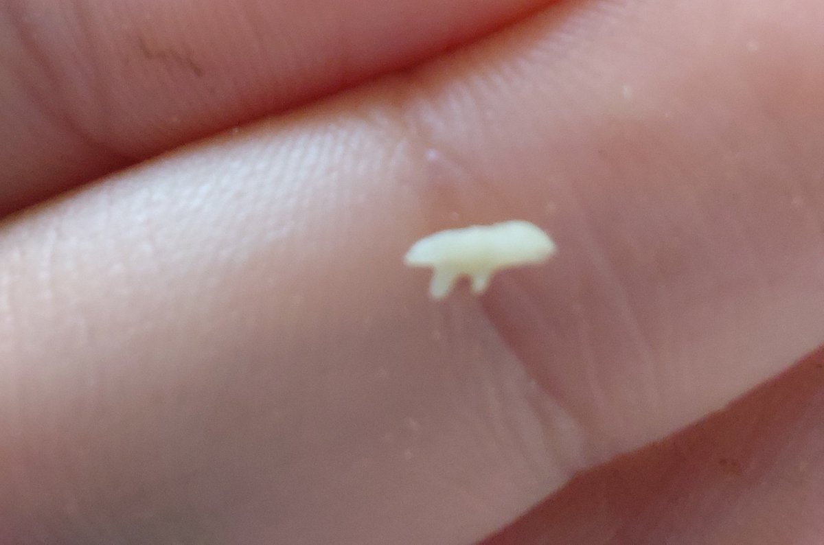 A ver que venga B. Ascenso o una de las Cayo a explicarme que es esto 🤭