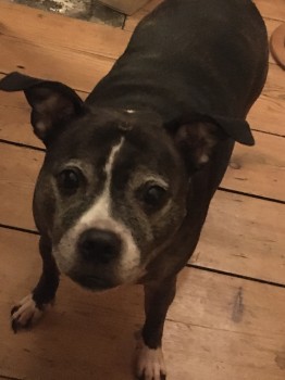 #LOST #DOG  ELLIE
Female #StaffordshireBullTerrier 
Missing from Unthank Road, #Norwich #Norfolk #NR2 
Thursday, 17th March 2022 #Lostdog  #ScanMe doglost.co.uk/dog-blog.php?d… <a href="/VetsGetScanning/">MakeChipsCount to Reunite Pets</a> <a href="/SAMPAuk_/">Stolen&Missing Pets</a> <a href="/SeniorStaffy/">Senior Staffy Club Dog Rescue</a> <a href="/bold_Staffies/">Bold Staffies!</a> <a href="/Staffie_Lovers/">🐶🐾#DontBullyMyBreed🐾🐶</a> @RSPCA_Norwich <a href="/NMardler/">NorwichMardler</a>