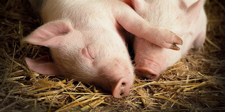 utopia_burns's tweet photo. Be vegan and let friends and families live together in peace. https://t.co/ql4ThYUCim