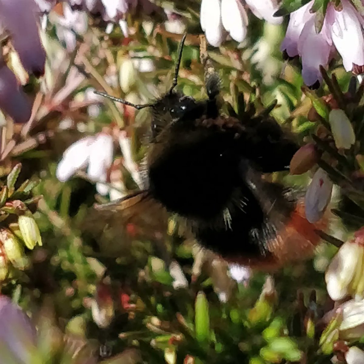 #bumblebeetwitter <a href="/BumblebeeTrust/">Bumblebee Conservation Trust</a> #instagram is pants for ID purposes.
Can anyone confirm this as a Bilberry Bumble? B. monticola? Its high in the #peakdistrict <a href="/lockerbrookfarm/">LockerbrookFarm</a>. On Sat 19th, in the #Sun....