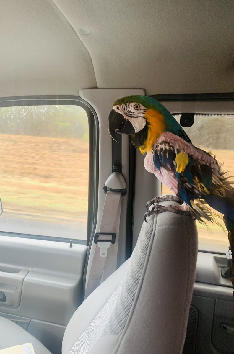 PawPlan's tweet photo. Yesterday we took #SweetPea to her #foreverhome where she’s with a #humanfamily and a #flockfamily. The goodbye was excruciating, & I miss her badly. But getting that 1st #happyupdate today makes it bearable. #birds belong in life 🌱 & ☠️ plans. #makeawill #includeyourpets 🦜 https://t.co/zPgVGnvy8r