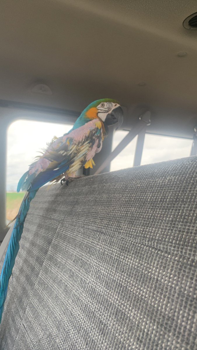 PawPlan's tweet photo. Yesterday we took #SweetPea to her #foreverhome where she’s with a #humanfamily and a #flockfamily. The goodbye was excruciating, & I miss her badly. But getting that 1st #happyupdate today makes it bearable. #birds belong in life 🌱 & ☠️ plans. #makeawill #includeyourpets 🦜 https://t.co/zPgVGnvy8r