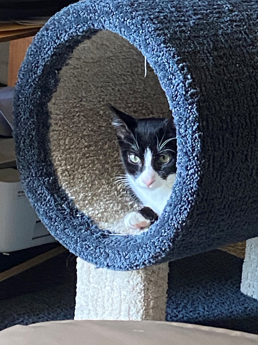 Gigi in her tunnel of luv!
#Gigi #tunneloflove #cats #CatsOnTwitter #pets #BeKindAlways #sophnbeanpetcare