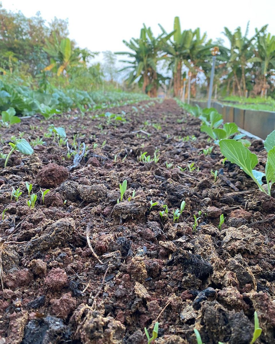 soil_now's tweet photo. Soil is life! 
The soil is a medium for living things and life itself. It is a fountain of energy flowing through circuits of plants, animals, our selves and our food.
Let's conserve the fertility of soil and conserve life.
#SaveSoil #Soilconservation https://t.co/NfTUlofpQB