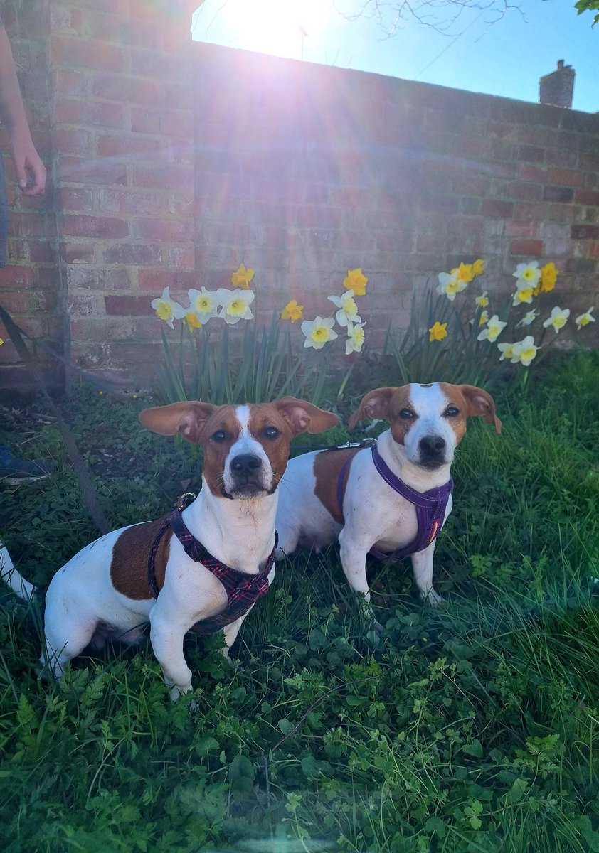 Jessimpson01's tweet photo. First day of spring 2022 🐾🌻
Spring is symbolic of everything can begin again, letting go &amp; embracing something new ☺️🤔💡 https://t.co/CVdcPoB5jK