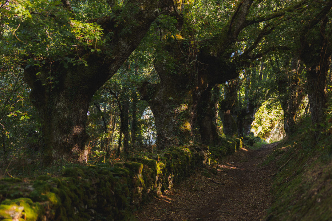 Piérdete en las profundidades de Galicia, viviendo una experiencia inolvidable en torno al #turismorural.

Recuerda que mañana se abren las solicitudes para el #BonoQuedamosEnGalicia, y los #alojamientosdeturismorural tenemos las puertas abiertas para acogeros