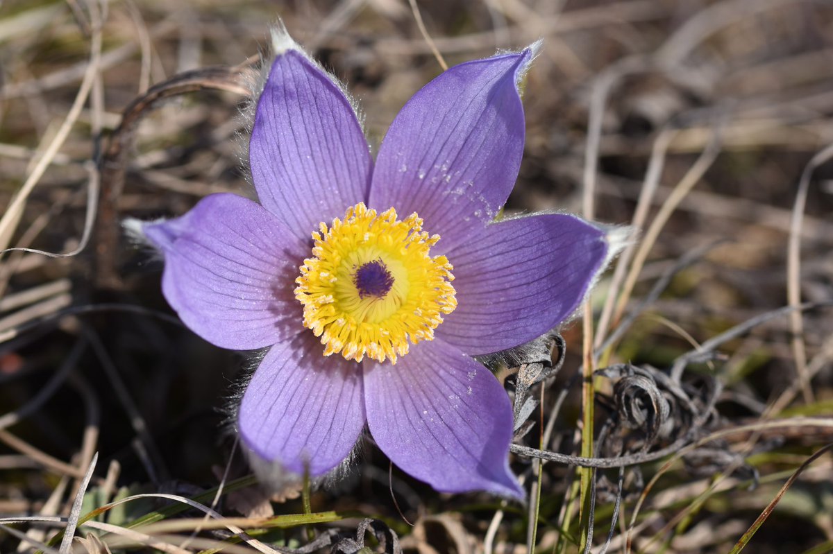 Luo_Chen2's tweet photo. Spectacular Pulsatilla vulgaris from today’s hike. https://t.co/M6JWRBLu7J