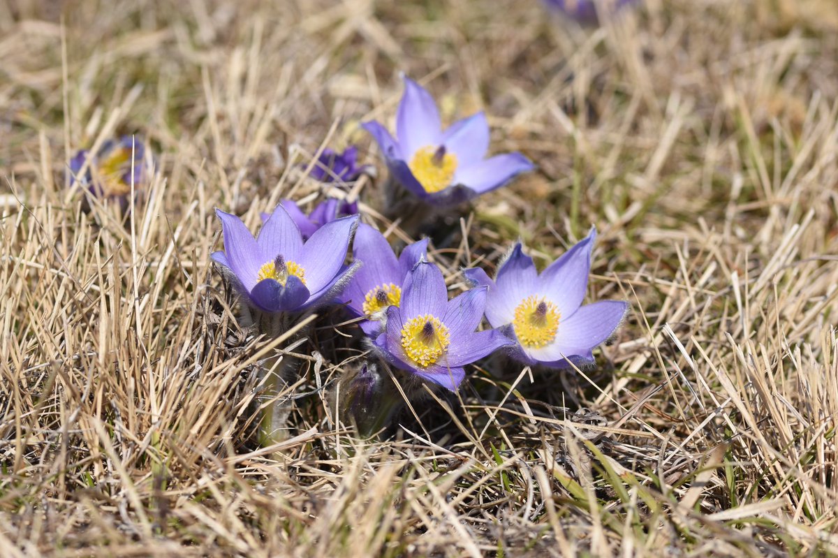 Luo_Chen2's tweet photo. Spectacular Pulsatilla vulgaris from today’s hike. https://t.co/M6JWRBLu7J
