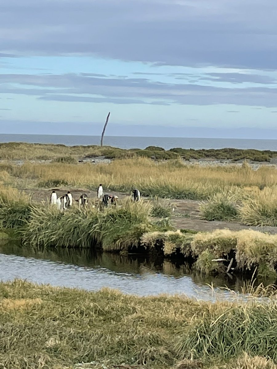 Going to see the @rpinguinorey on Tierra del Fuego was one of the best mornings of my life. Incredible to see so many of these magnificent creatures together. 😍