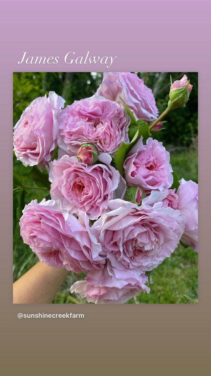 pdxrosesoc's tweet photo. Rose pruning demo and advice, pruner sharpening, soil pH testing happening now at Tony’s Garden Center in Damascus! https://t.co/HsCHIJzk6Q