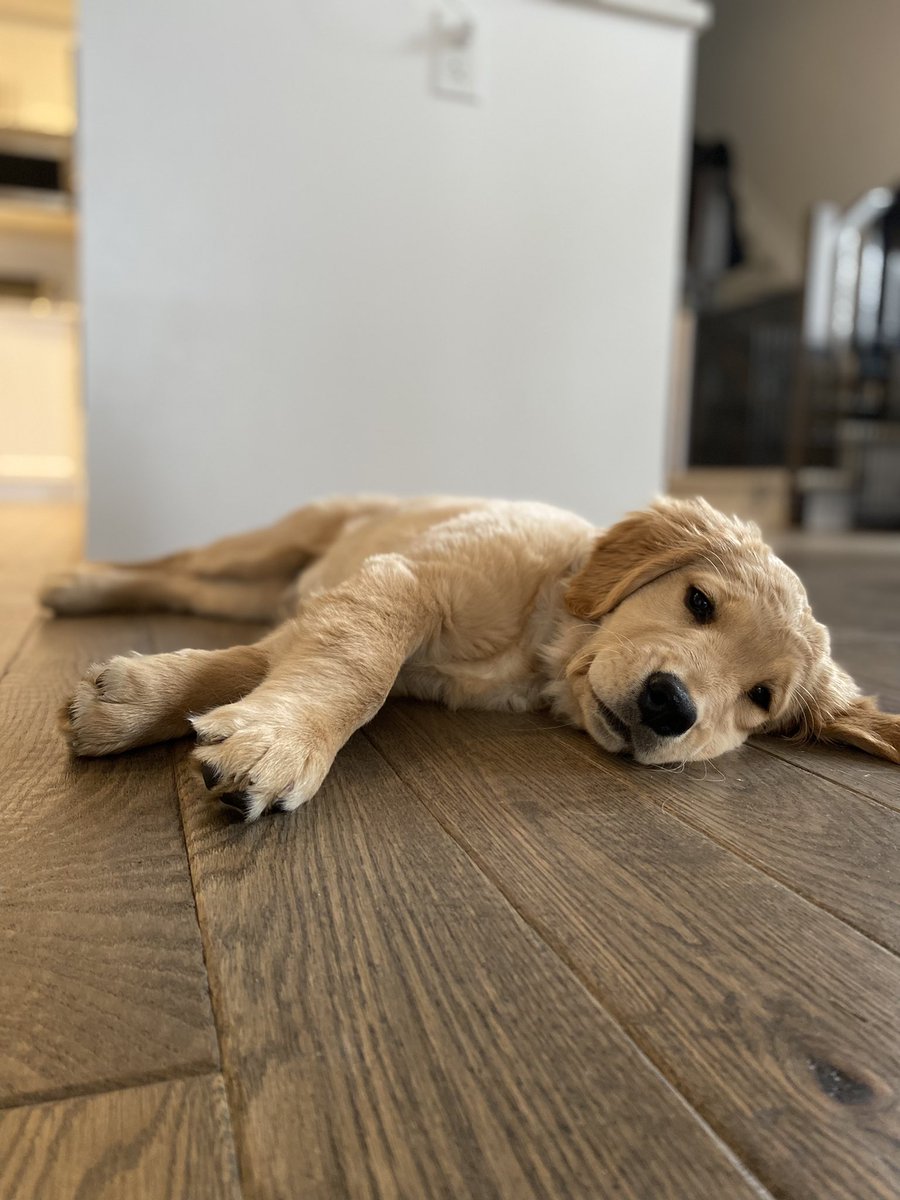 ms_ksousa's tweet photo. Back to school tomorrow, snoozing today! https://t.co/s9r2spWrfh