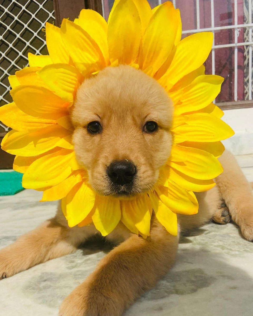 BichinhosFB's tweet photo. 🌻 https://t.co/QGGVIJzA7f
