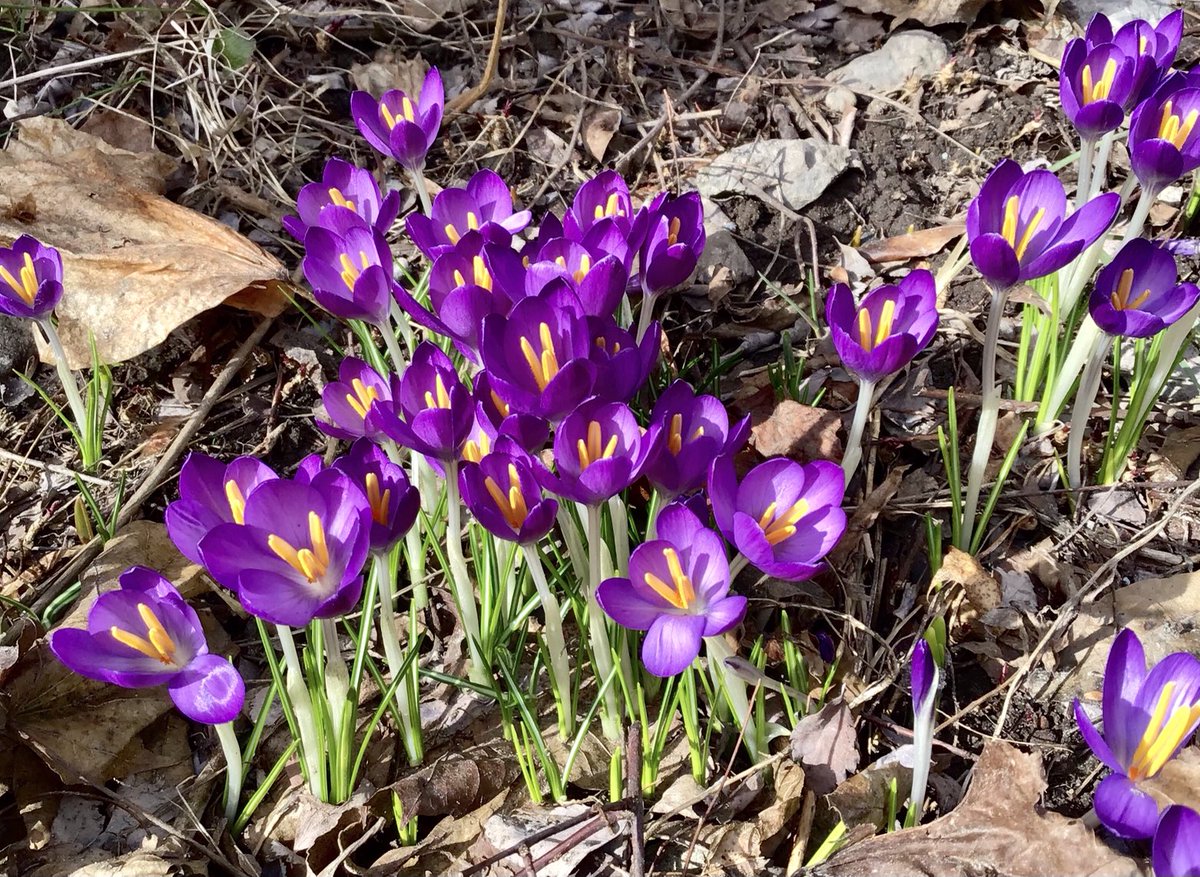 jftuckerman's tweet photo. Just hours after the official #vernalequinox and the crocuses are open for the first time in 2022. #firstdayofspring https://t.co/edS9CQHPKu