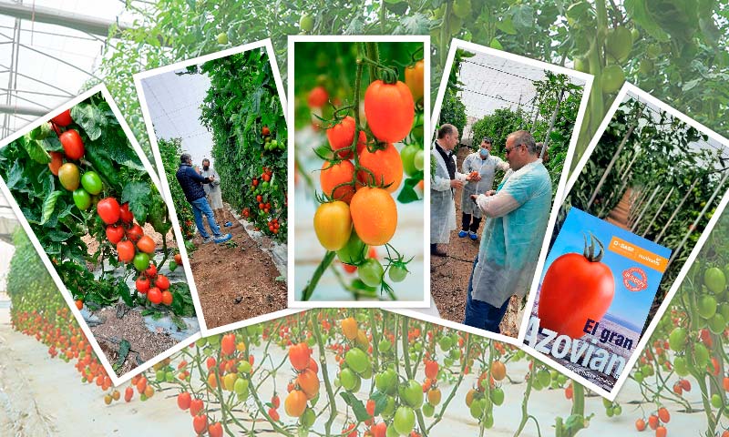 elAgroAutentico's tweet photo. 📢El #tomate pera Azovian de #BASF en la Axarquía de Málaga🍅
https://t.co/RYkybbjwxA

🌱@BASF_AgroES 🌱

👉Azovian, un auténtico tomate pera para cualquier zona de producción

#agricultura #agro #agricultural https://t.co/zxpidwkRov