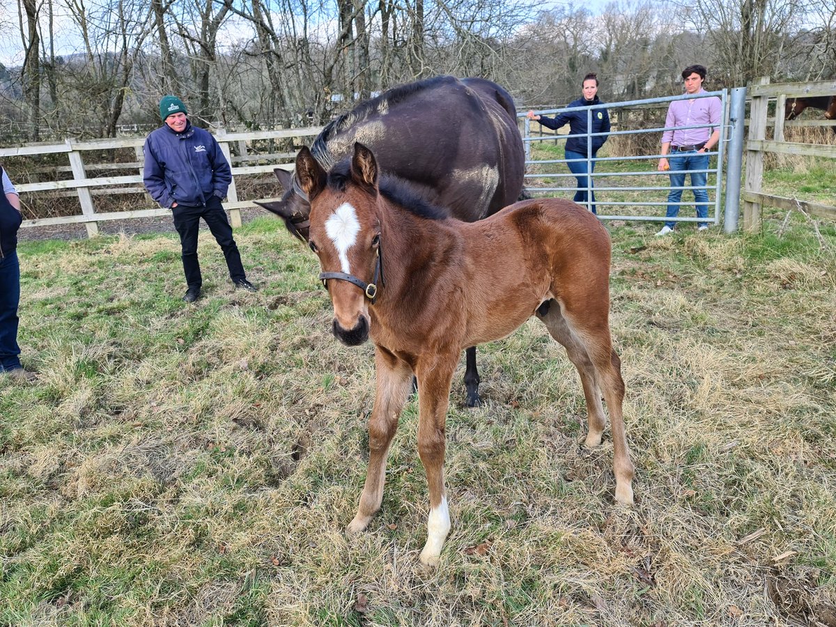 RobertMoss9's tweet photo. Three and a half weeks old, #reydelaguerra son of mighty #legendsofwar and #chicadelanoche enjoying the sunshine @MarchHareStud https://t.co/IRir9ZAIq7