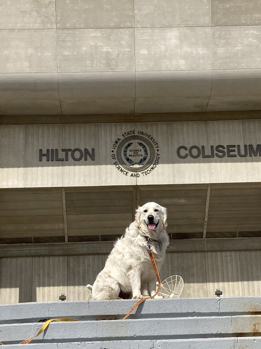 richstoffers's tweet photo. @ISUPD @CycloneWBB @CycloneMBB That’s an awesome S/O to Cyclone hoops TEAMS from Ames Police!! But, Fizer the Golden Retriever is a little disappointed that the Coliseum doors were locked earlier!! He was hoping he could “sneak” in & cheer on the ISU women!! #ISUhoops #Breaking&Entering #MarchMadness https://t.co/IIwYjlarKa
