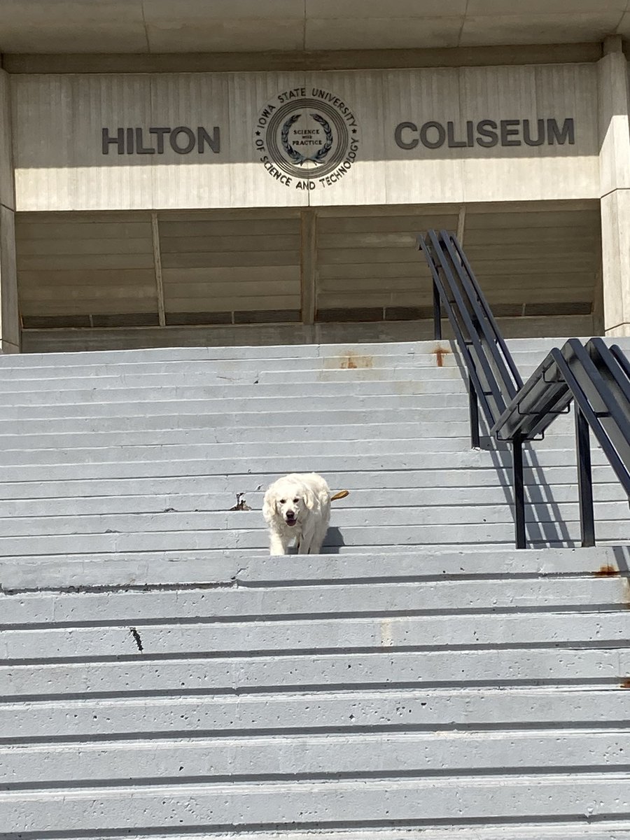 richstoffers's tweet photo. @ISUPD @CycloneWBB @CycloneMBB That’s an awesome S/O to Cyclone hoops TEAMS from Ames Police!! But, Fizer the Golden Retriever is a little disappointed that the Coliseum doors were locked earlier!! He was hoping he could “sneak” in & cheer on the ISU women!! #ISUhoops #Breaking&Entering #MarchMadness https://t.co/IIwYjlarKa