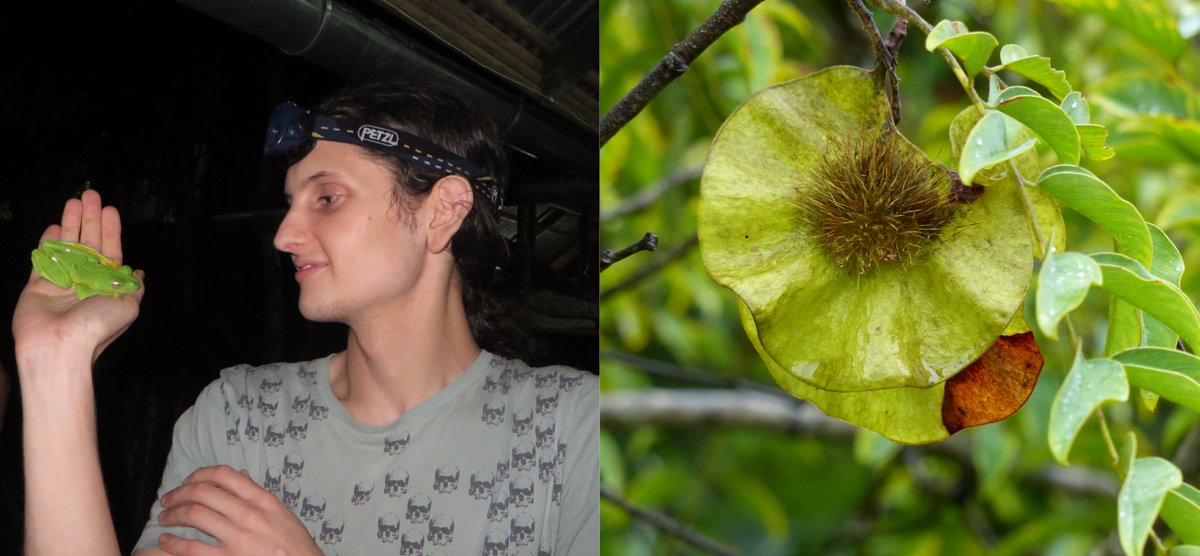 JBiogeography's tweet photo. ECR feature: @RowanSchley shares his recent work on the diversification of the pantropical tree genus, Pterocarpus, and the relative roles of biome-switching and long-distance dispersal.

https://t.co/8nA8eUU9hH https://t.co/IJuv8Pdpac