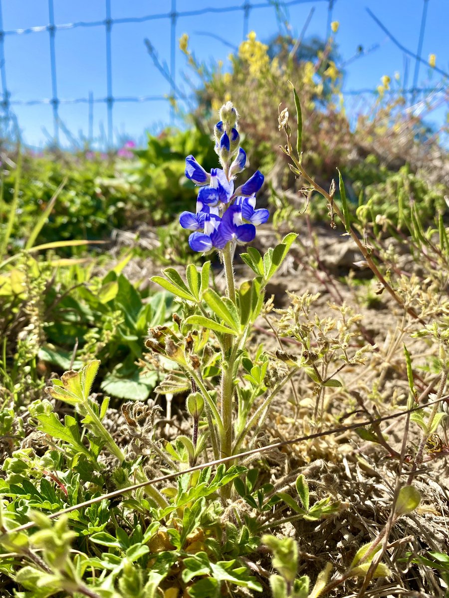 GVEC_EcoDev's tweet photo. Driving the backroads in the #GVEC region, this lone #TexasBluebonnet peeked it's head up for a quick look around in honor of the #firstdayofspring here in south central Texas. Expecting rain and sunshine this week to bring out the rest of these beautiful blue Texas ladies. https://t.co/IerW3ZwY7n